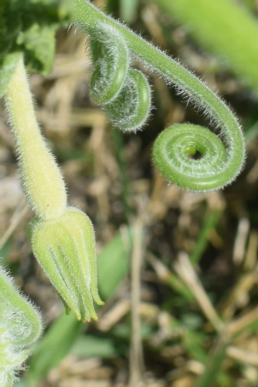 Fotografia in macro di viticci verdi e pelosi. La pianta forma una spirale arrotolata. Un piccolo germoglio peloso e allungato sulla sinistra è parzialmente aperto.