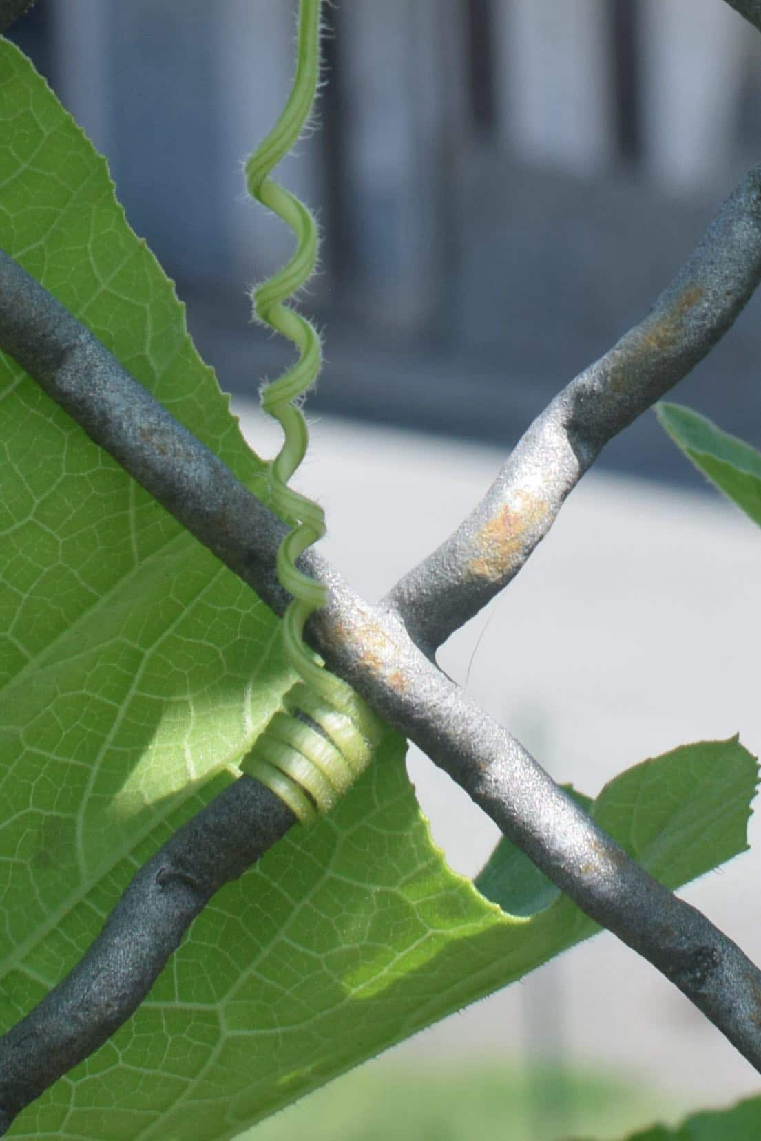 Fotografia in macro di piccoli viticci che si avvolgono su una recinzione metallica con sfondo una foglia verde