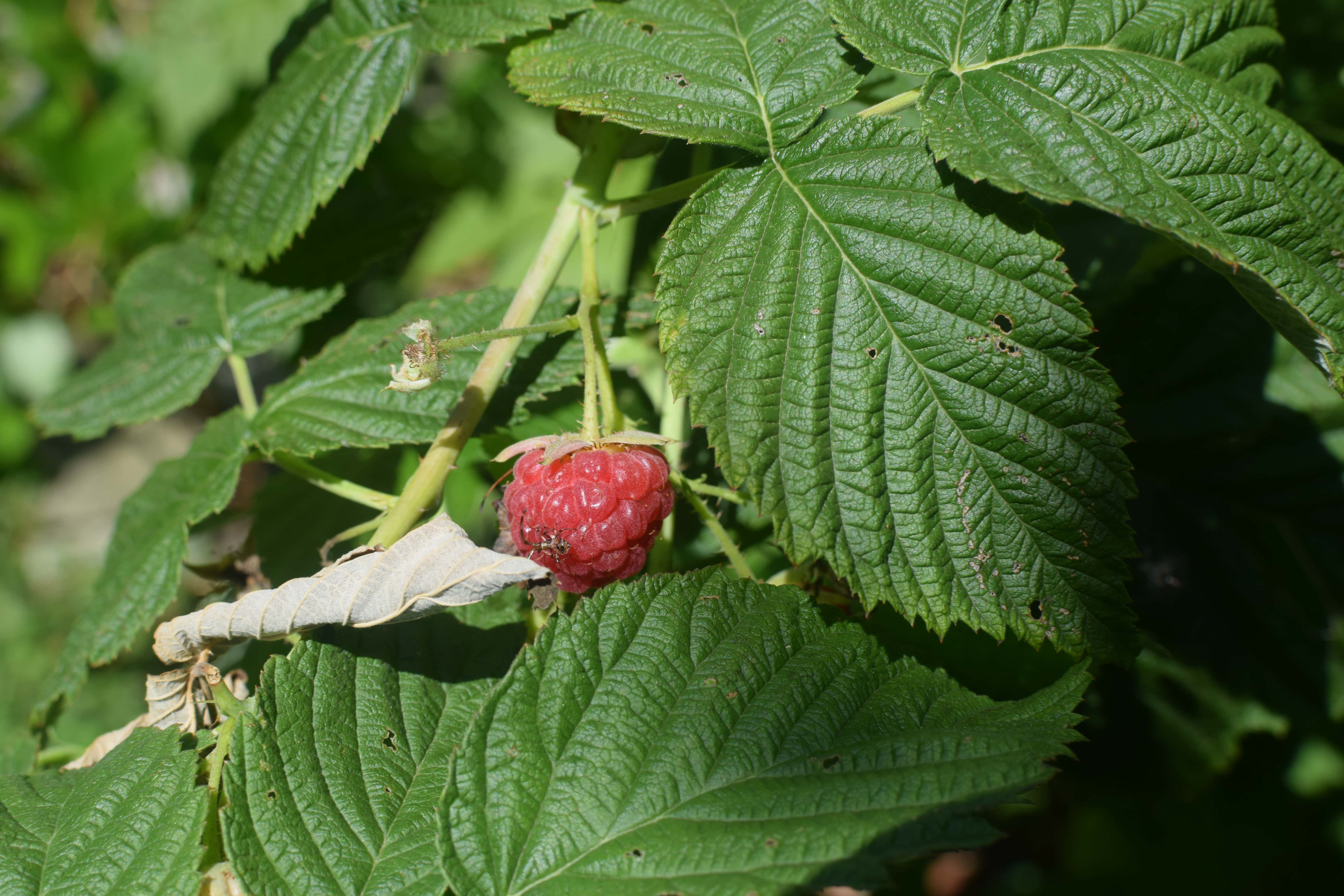 Fotografia in macro di un Lampone rosso appeso a un cespuglio circondato da grandi foglie verdi. Sul frutto è visibile un piccolo insetto. 