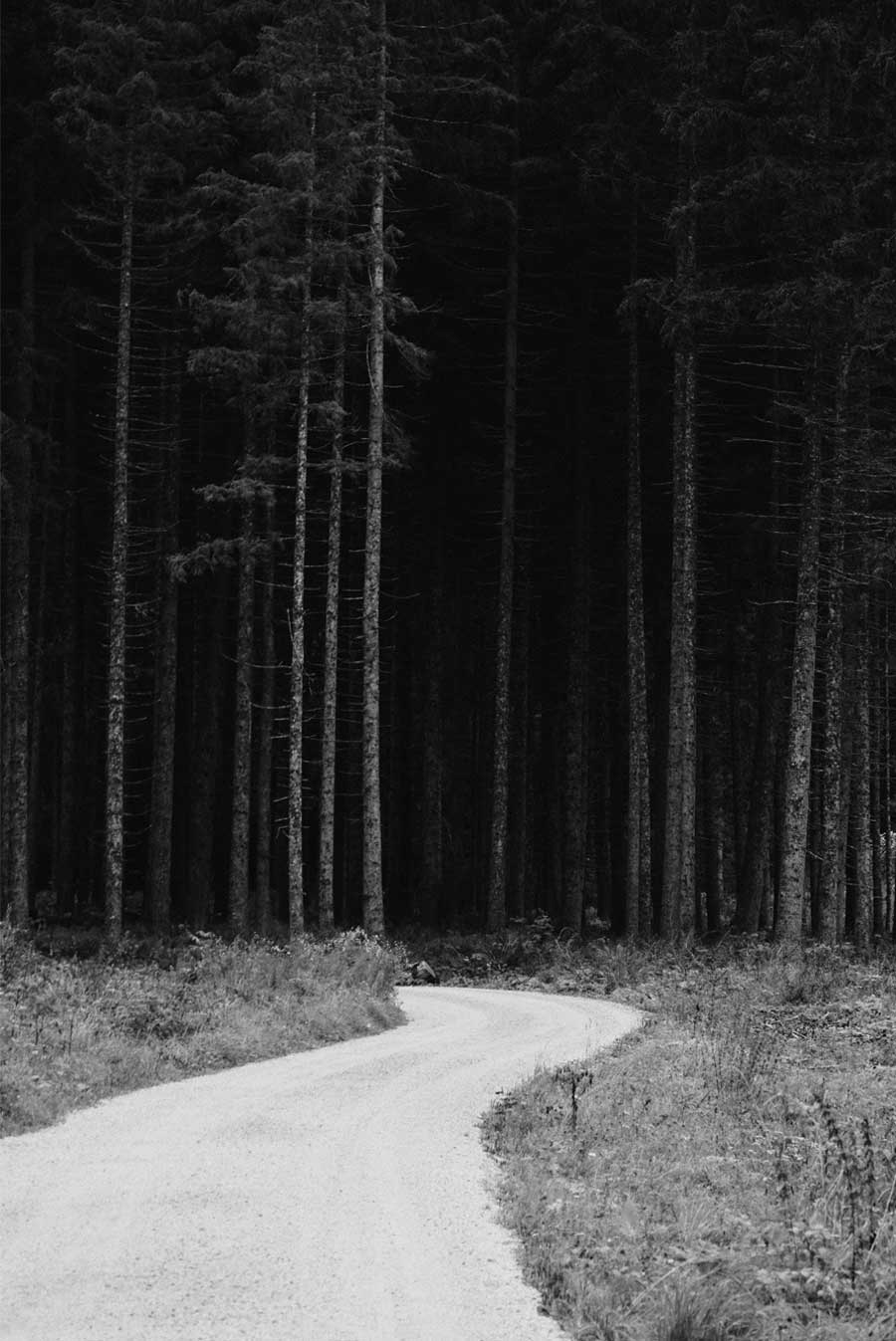 Fotografia in bianco e nero di un sentiero che si perde tra i pini.