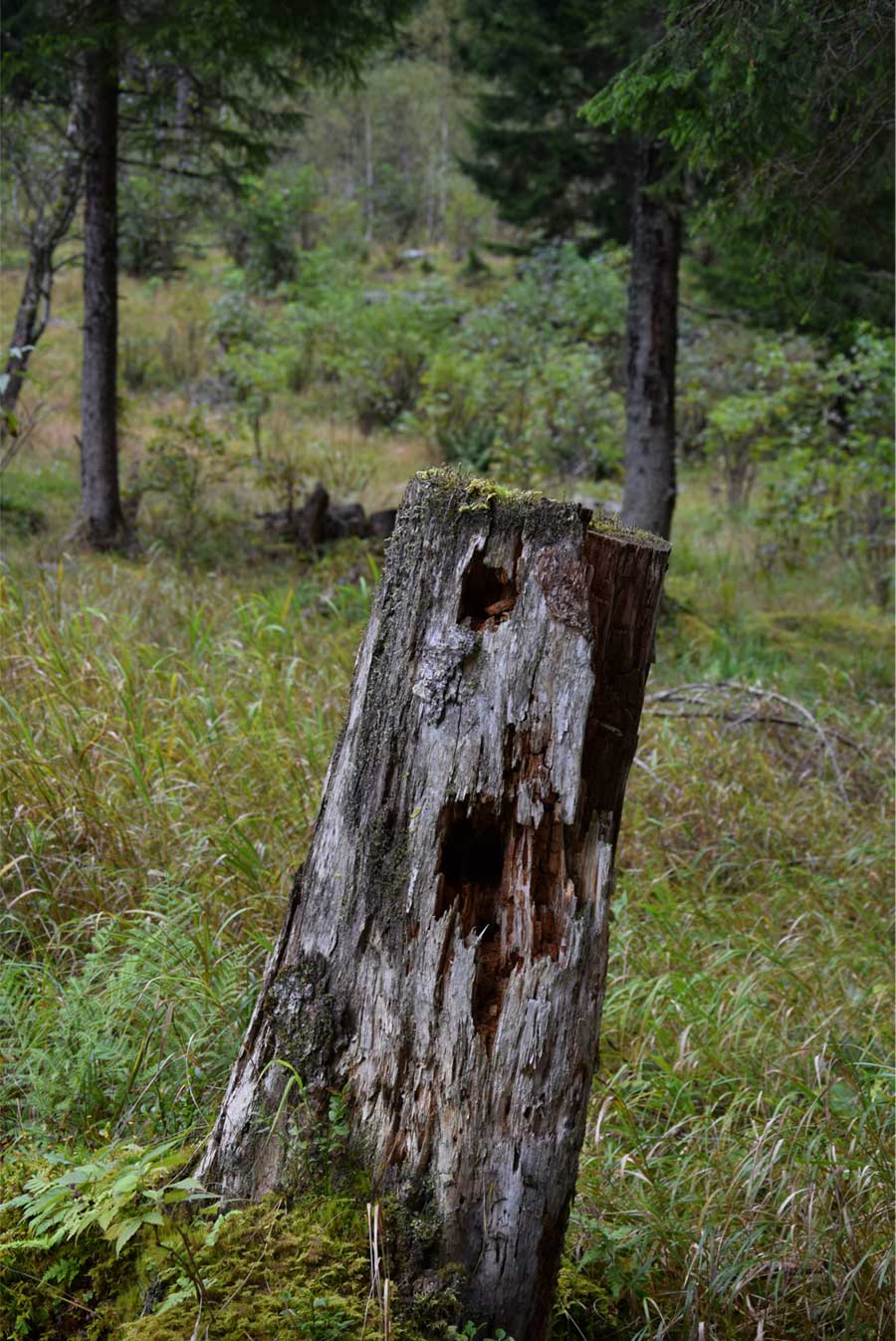 Fotografia di un ceppo di albero che sembra raffiguare un qualcosa che urla.