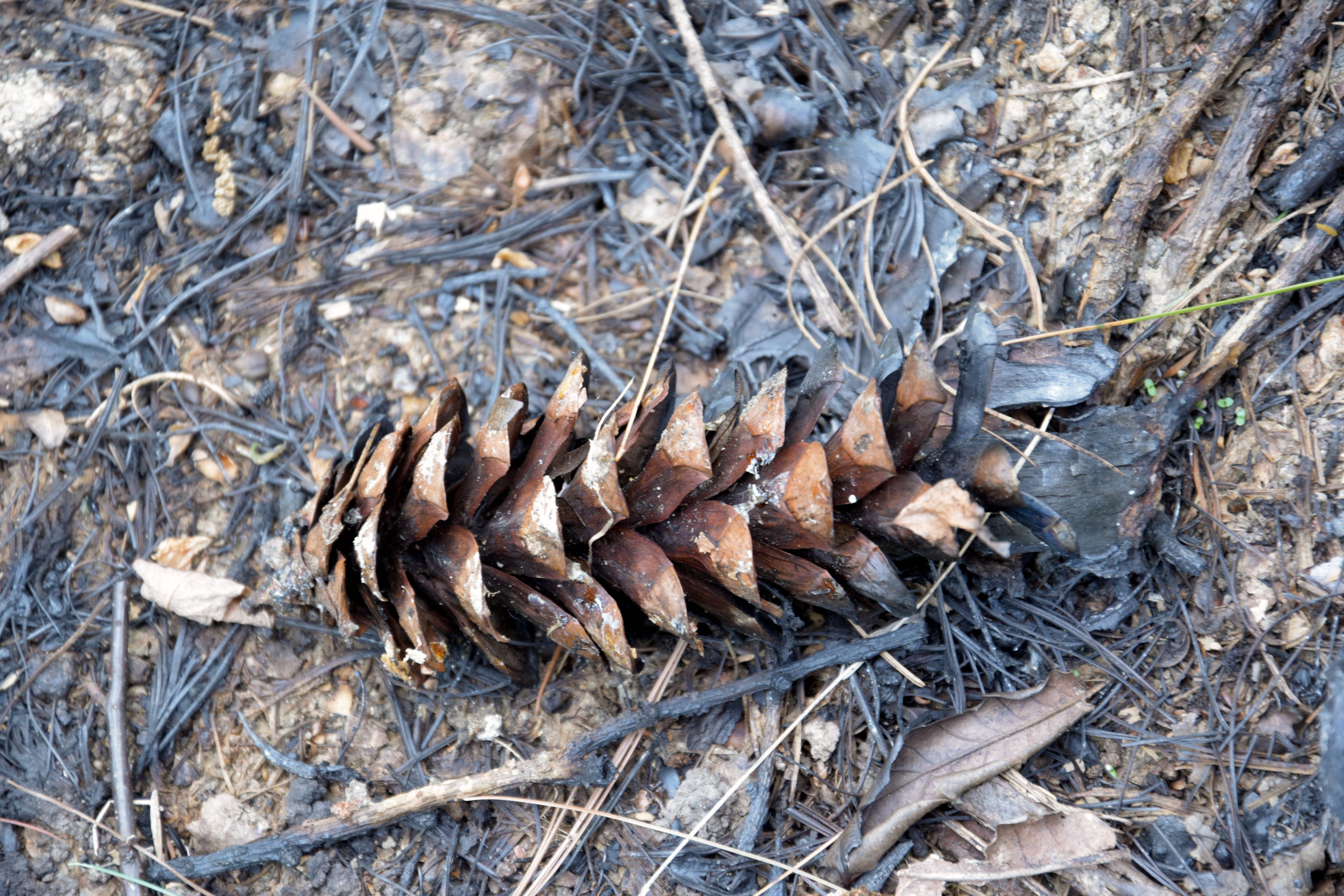 cicatrici della società